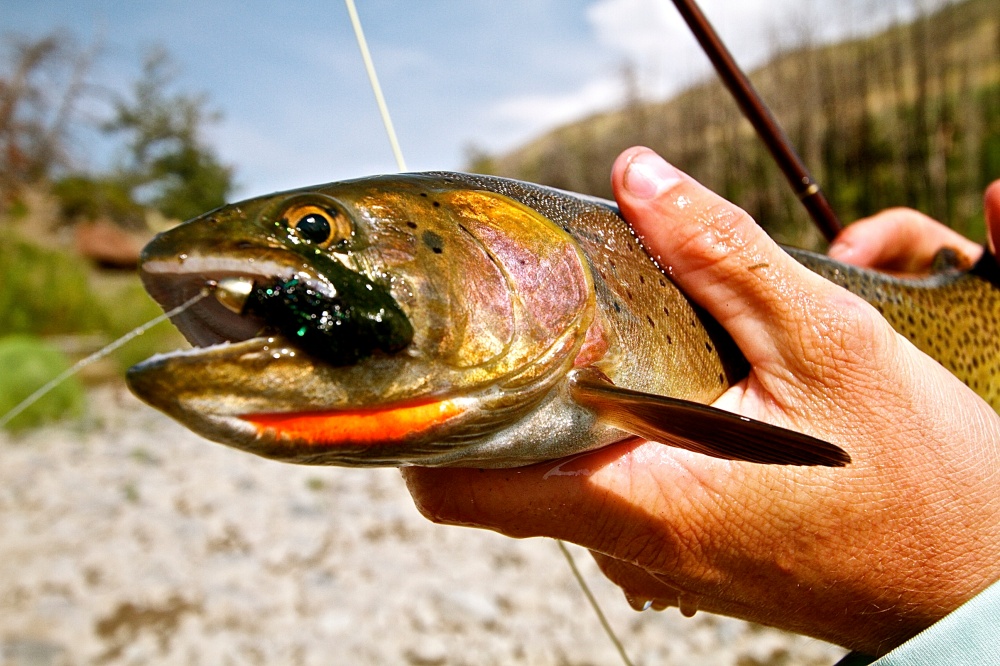 Cutthroat Trout Fishing Wyoming