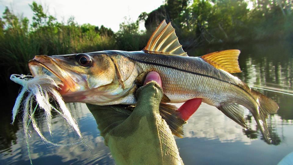 Snook, Bass, and Monster Bluegill – Backwater Fly Fishing / Jesse Males